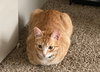 LUCIFER - Offered by Owner - Teen male