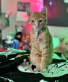 LUCIFER - Offered by Owner - Teen male