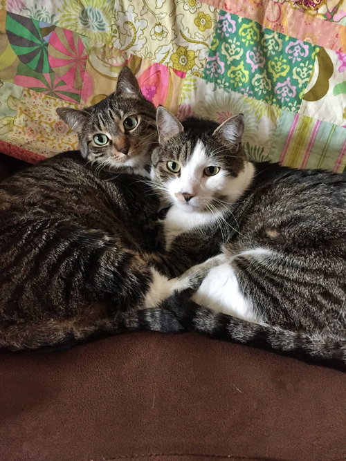 OLLI & ZUZU - Offered by Owner - Declawed pair