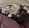 OLLI & ZUZU - Offered by Owner - Declawed pair