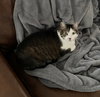 OLLI & ZUZU - Offered by Owner - Declawed pair