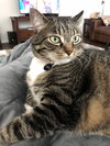 OLLI & ZUZU - Offered by Owner - Declawed pair