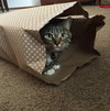 OLLI & ZUZU - Offered by Owner - Declawed pair