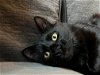 BINX - Offered by Owner - Young Male
