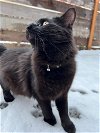 BINX - Offered by Owner - Young Male