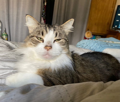 TAZZY - Offered by Owner - Sweet single girl