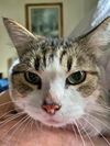 TAZZY - Offered by Owner - Sweet single girl