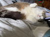 TAZZY - Offered by Owner - Sweet single girl