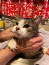 TAZZY - Offered by Owner - Sweet single girl