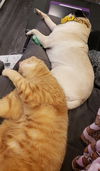 JUICE - Offered by Owner - Loves dogs
