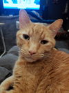 JUICE - Offered by Owner - Loves dogs