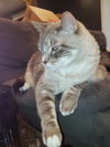 MOW MOW -Offered by Owner - Loves Dogs, Cats