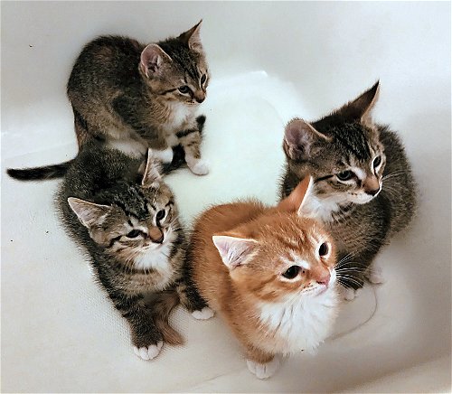 Four Forest Friends - Kitten Siblings