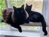 DAISY & OSCAR - Offered by Owner -Young Adult Pair