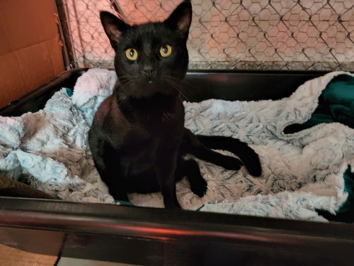 LICORICE - Friendly Adult