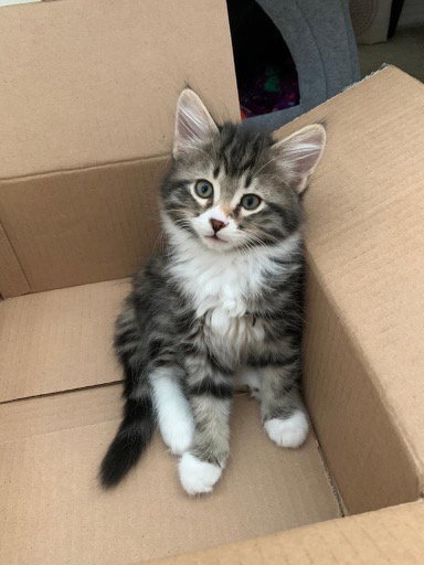 SPARKY - Baby Kitten / Playmate needed!