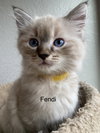 Coco Chanel and Fendi