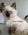 Coco Chanel and Fendi