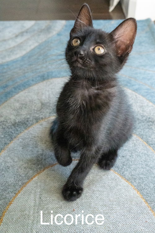 LICORICE