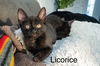 LICORICE