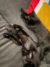LICORICE