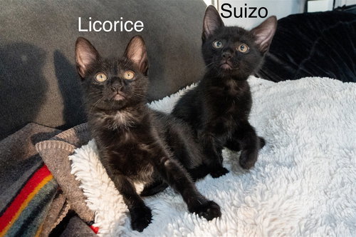 SUIZO