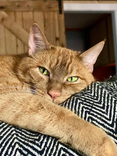 SONAR - Offered by Owner
