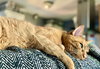 SONAR - Offered by Owner