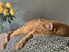 SONAR - Offered by Owner