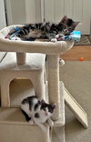 ASH and SPARKY