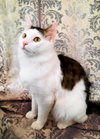 TRIFARI - Offred by Owner - Young adult