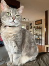 CHLOE - Offered by Owner