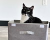 Drizzy and Anastasia - Offred by Owner