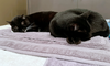 Drizzy and Anastasia - Offred by Owner