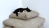 Drizzy and Anastasia - Offred by Owner