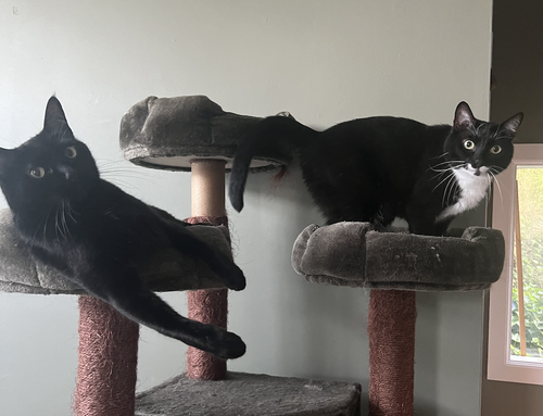 Drizzy and Anastasia - Offred by Owner