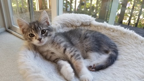 MIA
