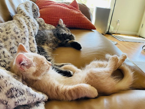 Aubrey's Mighty Siblings