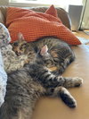 Aubrey's Mighty Siblings
