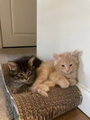 Aubrey's Mighty Siblings
