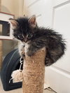 Aubrey's Mighty Siblings