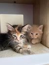 Aubrey's Mighty Siblings
