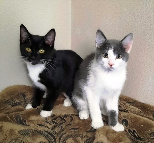 ZENA and ZIPPER - Offered by Owner Kitten Pair