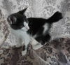 ZENA and ZIPPER - Offered by Owner Kitten Pair