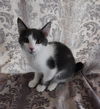 ZENA and ZIPPER - Offered by Owner Kitten Pair