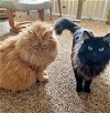 Garfield and Blackie - Senior siblings