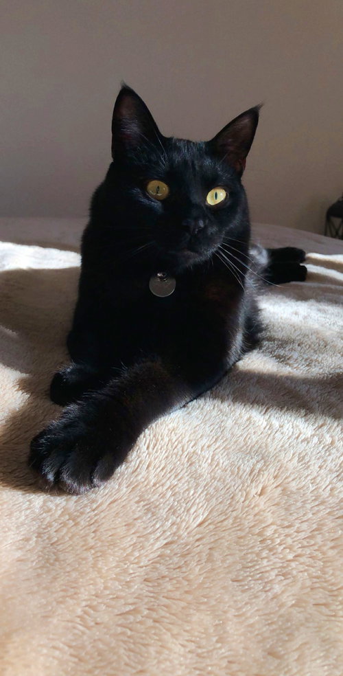 Mr.BINX - Offered by Owner - Young Adult