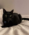 Mr.BINX - Offered by Owner - Young Adult