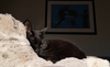 Mr.BINX - Offered by Owner - Young Adult