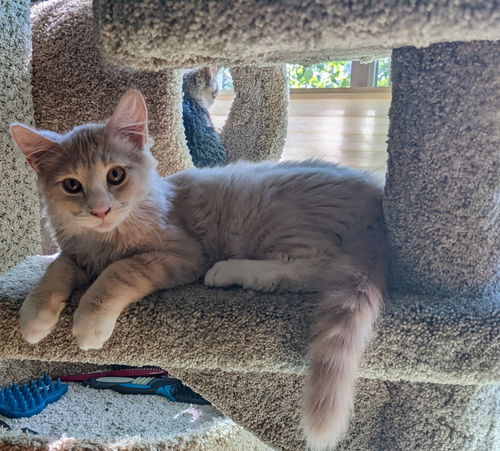 MARLIN - Brother to Misha and Maisy